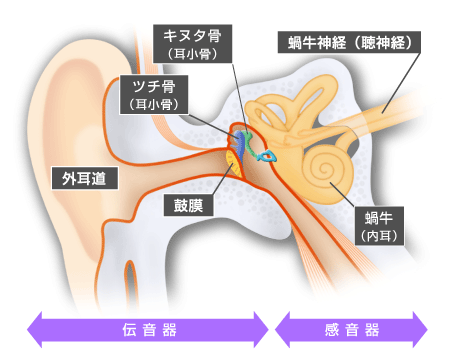 難聴の種類と耳の構造